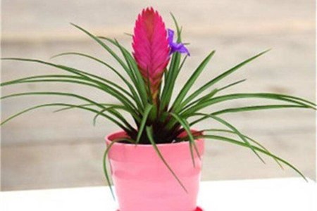 铁兰1年开几次花，什么时候开花？