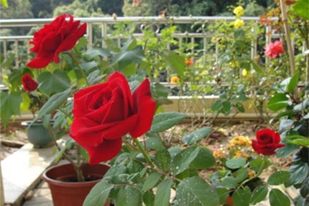 玫瑰花好养吗，该怎么种植？