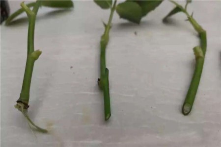 月季花的插扦繁殖方法