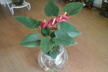 红掌怎么水培（附养护方法）
