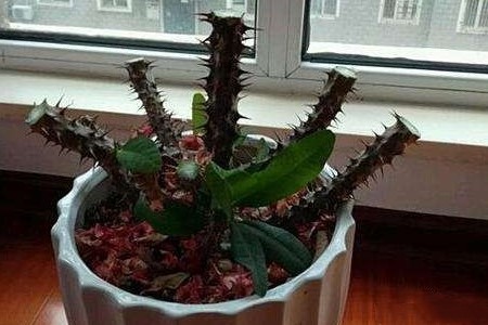 虎刺梅怎么打顶