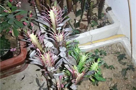 虎刺梅怎么打顶