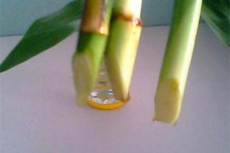 富贵竹怎么水培（附养护方法）
