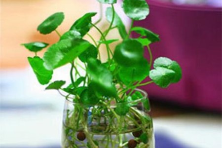 铜钱草怎么水培（附养护方法）