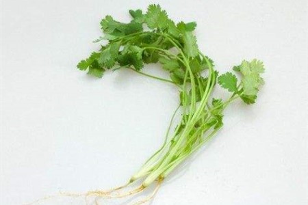 香菜怎么水培（附养护方法）