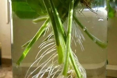香菜怎么水培（附养护方法）