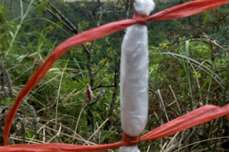嫁接李子树的时间和方法