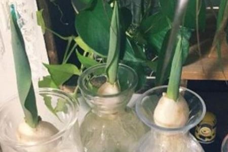 郁金香怎么水培（鲜花和种球的水培方法详解）