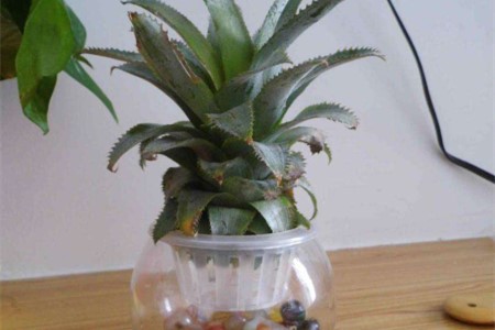 菠萝怎么水培（附养护方法）