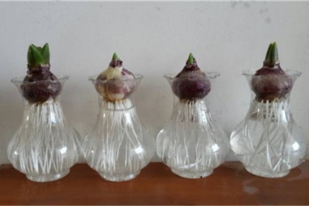 风信子怎么水培（附养护方法）