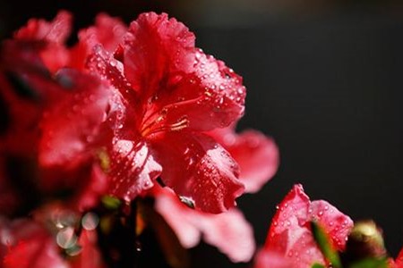 杜鹃花花期管理