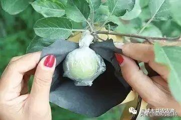 红富士苹果两次套袋的时间安排!膜袋与纸袋如何选择