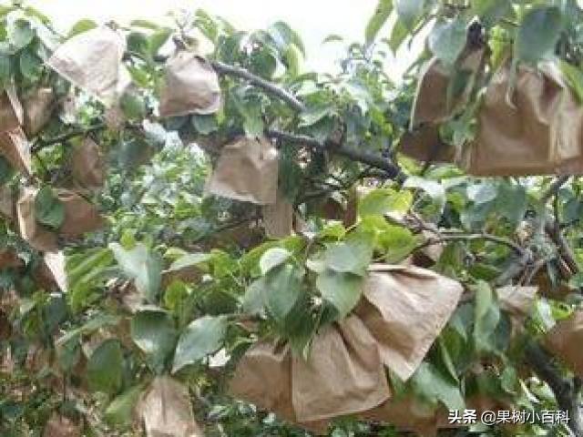 红富士苹果两次套袋的时间安排!膜袋与纸袋如何选择