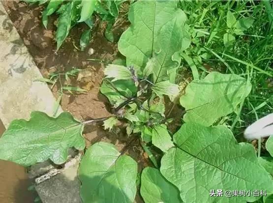 这些药剂别乱用,发生药害很严重!名单公开了