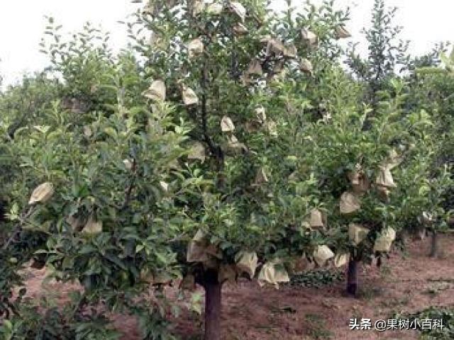 苹果套袋科学!果品靓丽价高