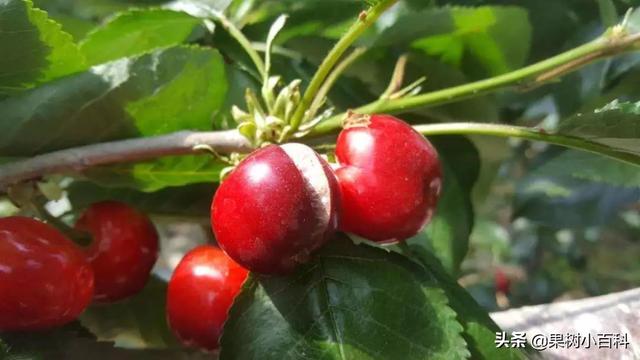 【植保】樱桃裂果咋预防?如何提高商品价值