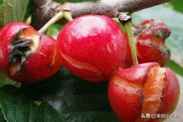 【植保】樱桃裂果咋预防?如何提高商品价值