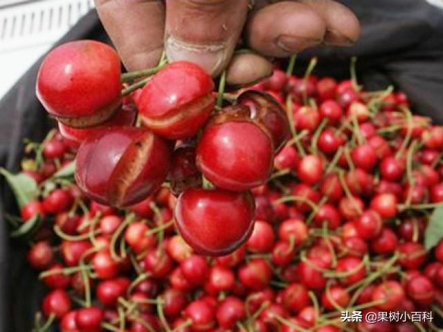 【植保】樱桃裂果咋预防?如何提高商品价值