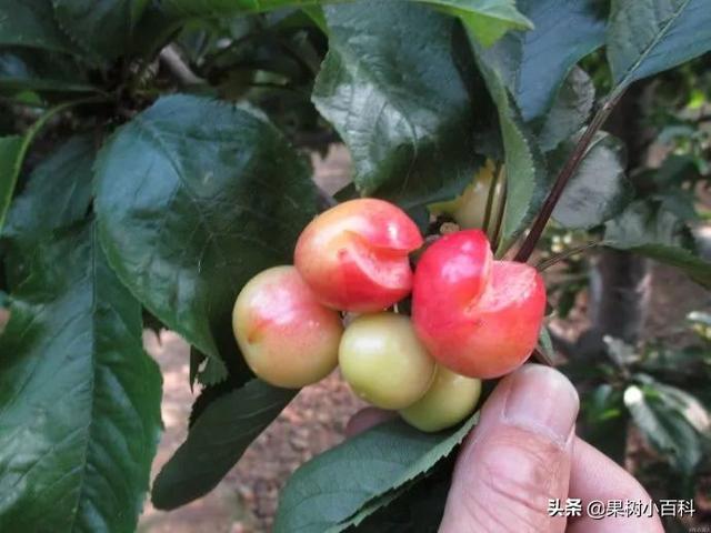 【植保】樱桃裂果咋预防?如何提高商品价值