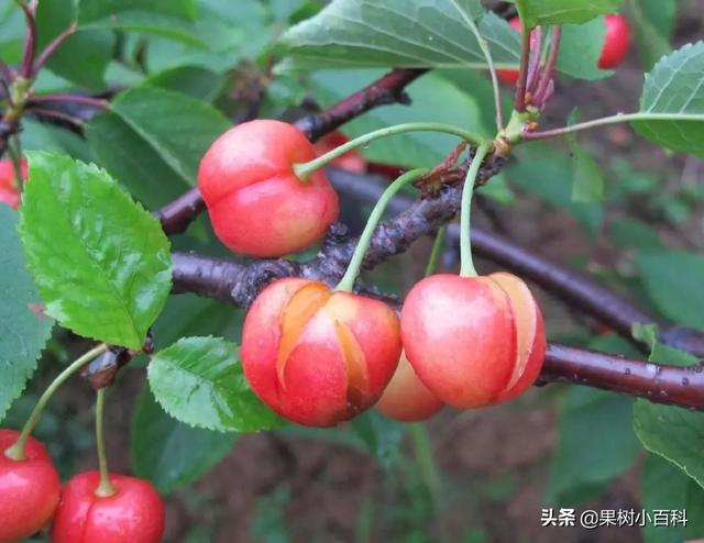 【植保】樱桃裂果咋预防?如何提高商品价值