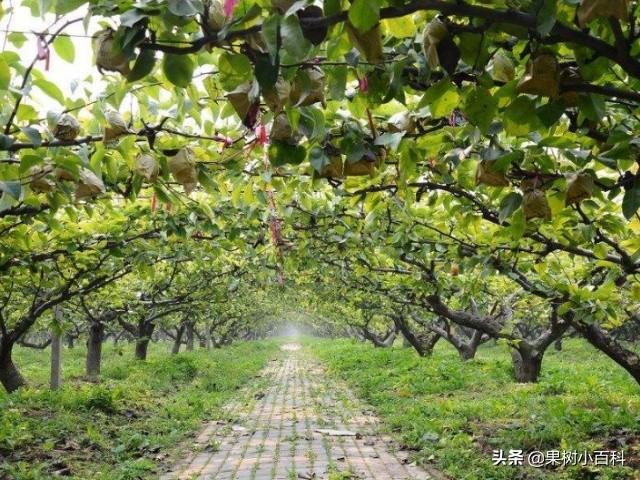 梨树无公害生产技术!土壤管理、施肥、病虫害防治