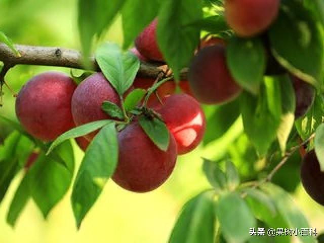 五月份桃树要做哪些工作?你的这些工作做了吗