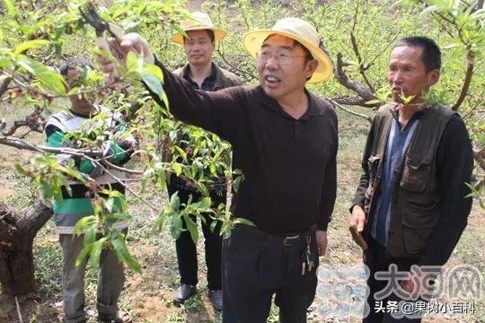五月份桃树要做哪些工作?你的这些工作做了吗