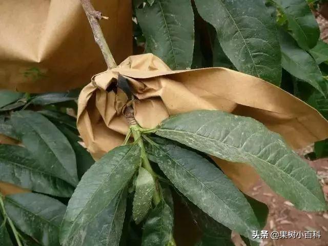 五月份桃树要做哪些工作?你的这些工作做了吗