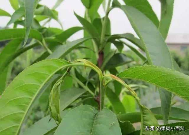 五月份桃树要做哪些工作?你的这些工作做了吗
