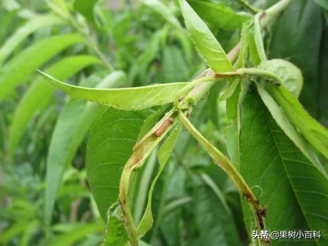 五月份桃树要做哪些工作?你的这些工作做了吗