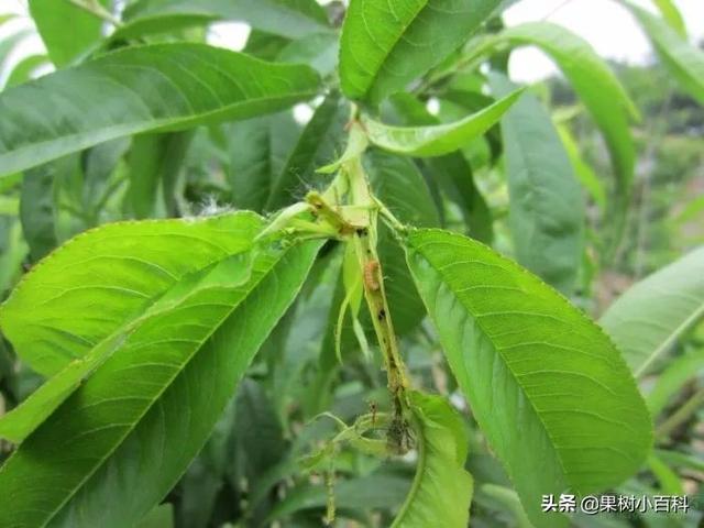 五月份桃树要做哪些工作?你的这些工作做了吗
