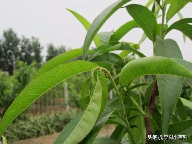 五月份桃树要做哪些工作?你的这些工作做了吗