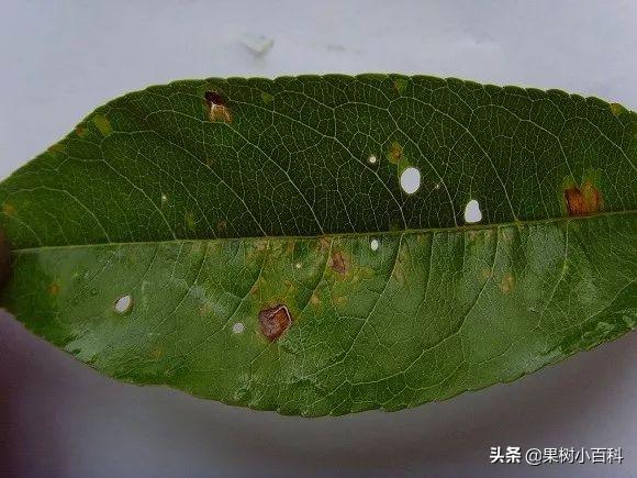 五月份桃树要做哪些工作?你的这些工作做了吗