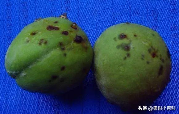 五月份桃树要做哪些工作?你的这些工作做了吗