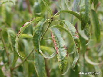 五月份桃树要做哪些工作?你的这些工作做了吗