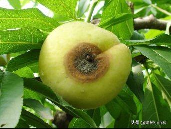 五月份桃树要做哪些工作?你的这些工作做了吗