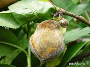 五月份桃树要做哪些工作?你的这些工作做了吗