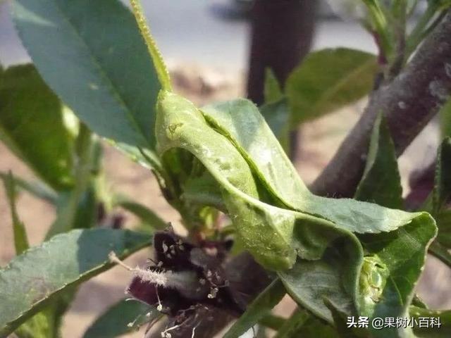 五月份桃树要做哪些工作?你的这些工作做了吗