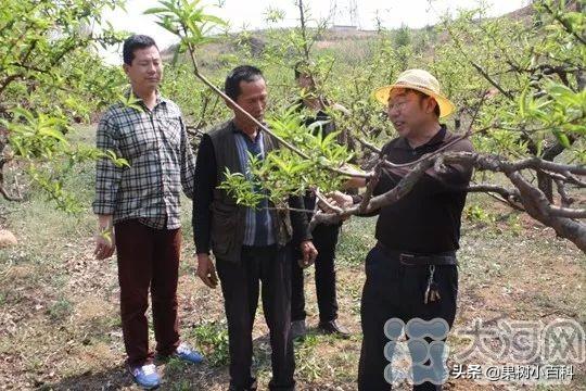 五月份桃树要做哪些工作?你的这些工作做了吗
