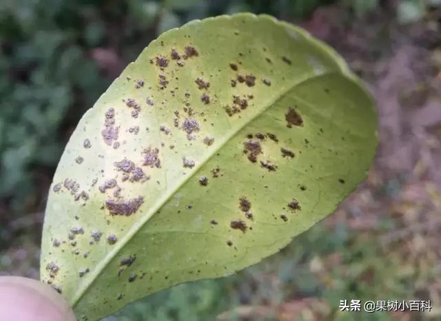 高温多雨,柑橘脂点黄斑病又又又来了!
