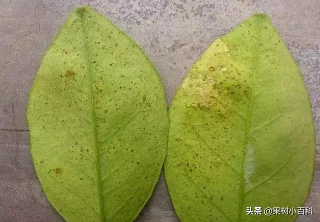 高温多雨,柑橘脂点黄斑病又又又来了!