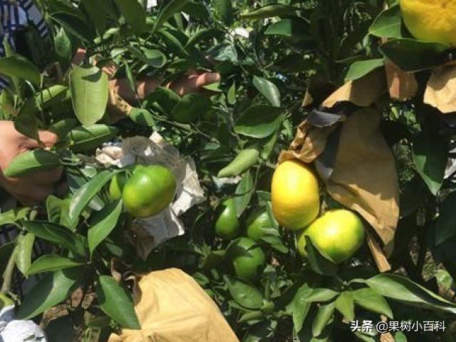 哪些柑橘品种需要套袋?套袋的正确姿势你都了解吗?