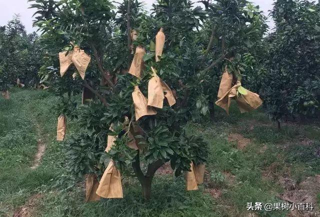 哪些柑橘品种需要套袋?套袋的正确姿势你都了解吗?