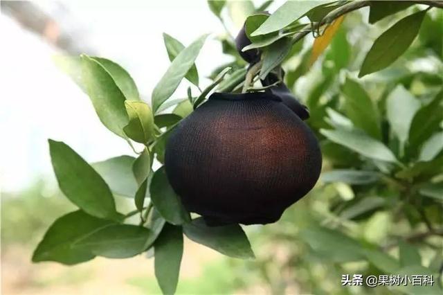 哪些柑橘品种需要套袋?套袋的正确姿势你都了解吗?
