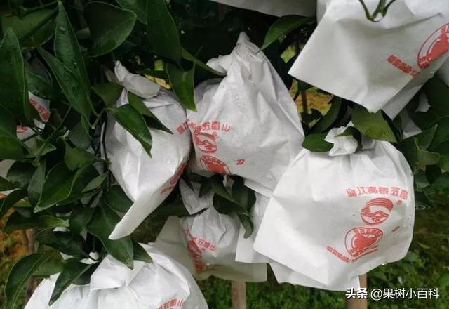 哪些柑橘品种需要套袋?套袋的正确姿势你都了解吗?