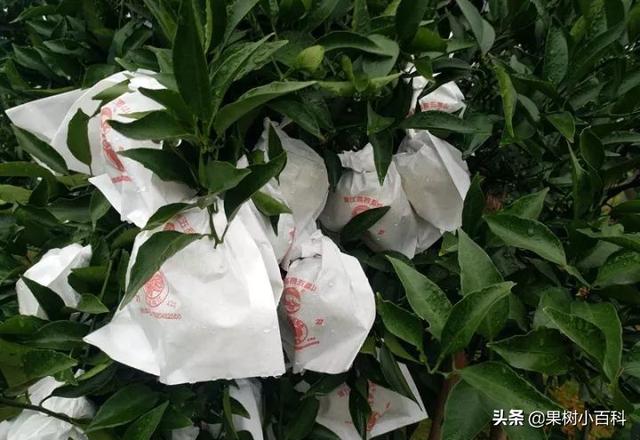 哪些柑橘品种需要套袋?套袋的正确姿势你都了解吗?