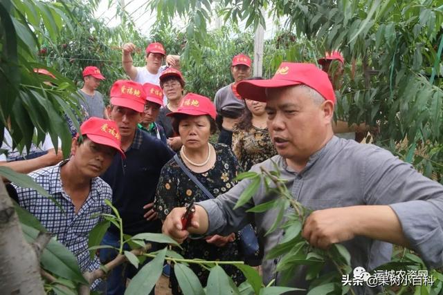 桃树夏季管理做到位 结果部位不外移