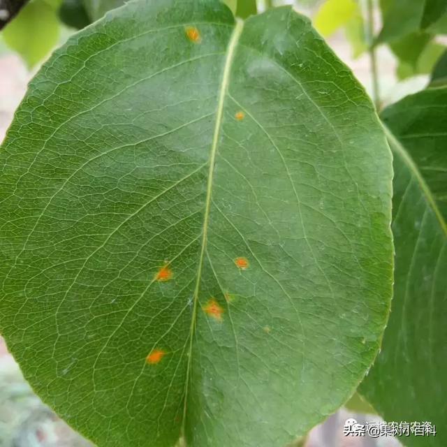 【注意】梨树锈病已发生,请大家注意观察,及时防治。