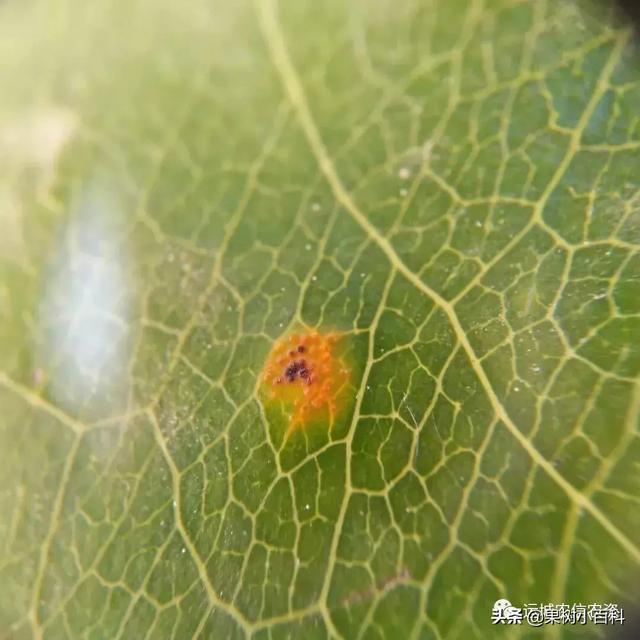 【注意】梨树锈病已发生,请大家注意观察,及时防治。