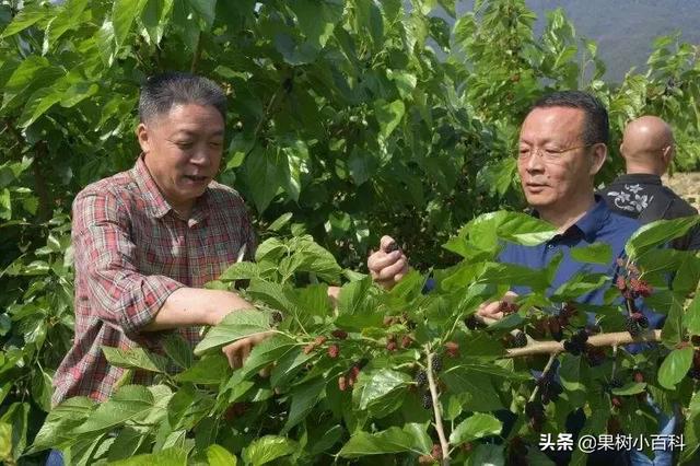 果桑的栽培与管理!